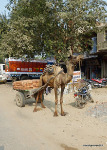 Dromadaire - Sawai Madhopur - Inde